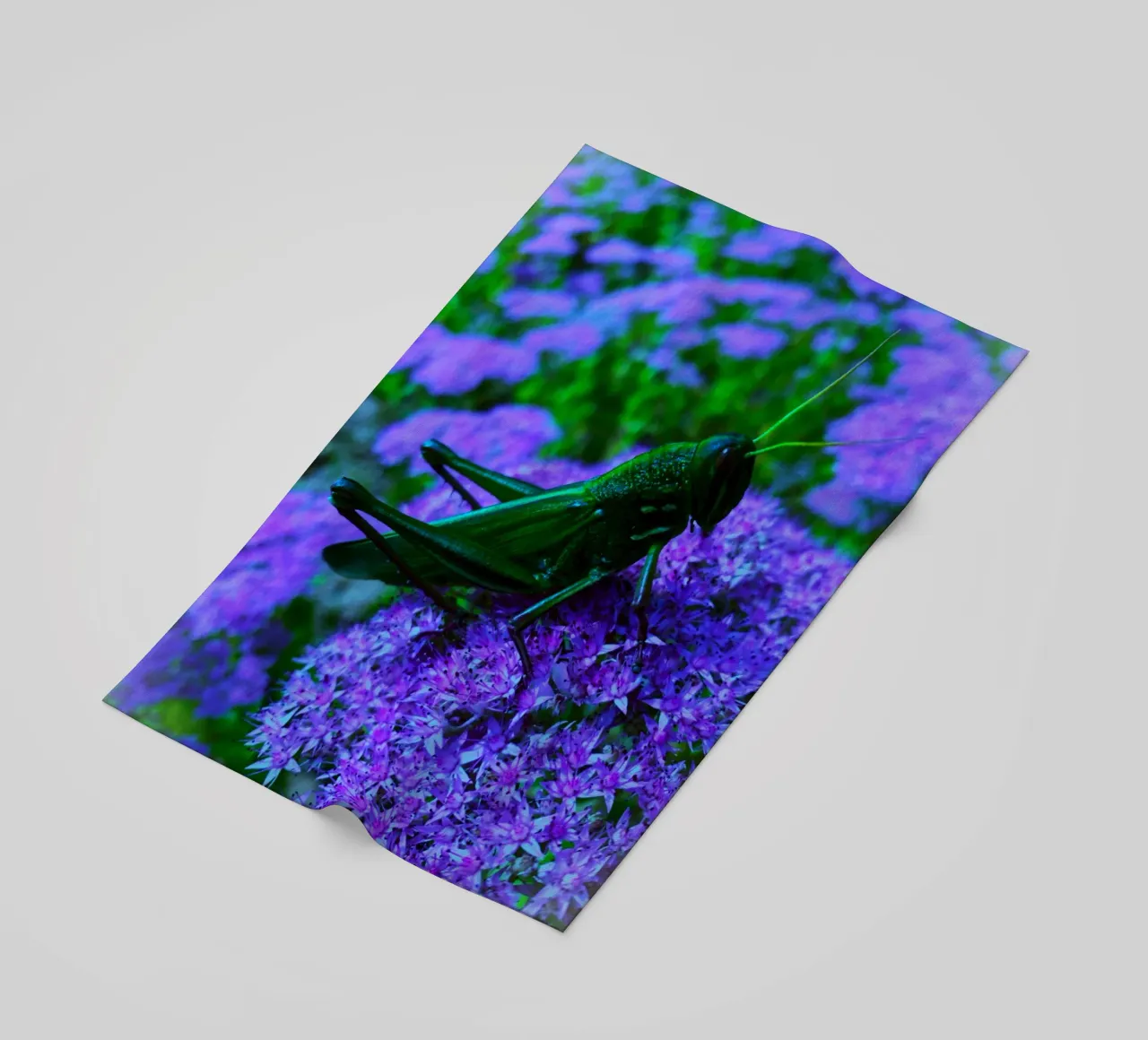 Grasshopper – small but full of vitality beach towel by Nature's Palette