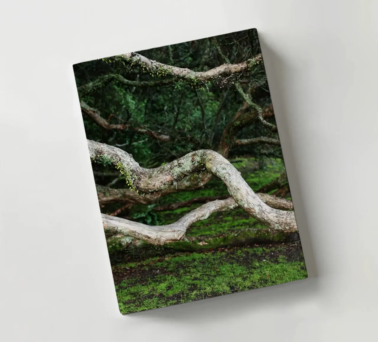 Tree in Tauranga, New Zealand notebook by Simon Koy