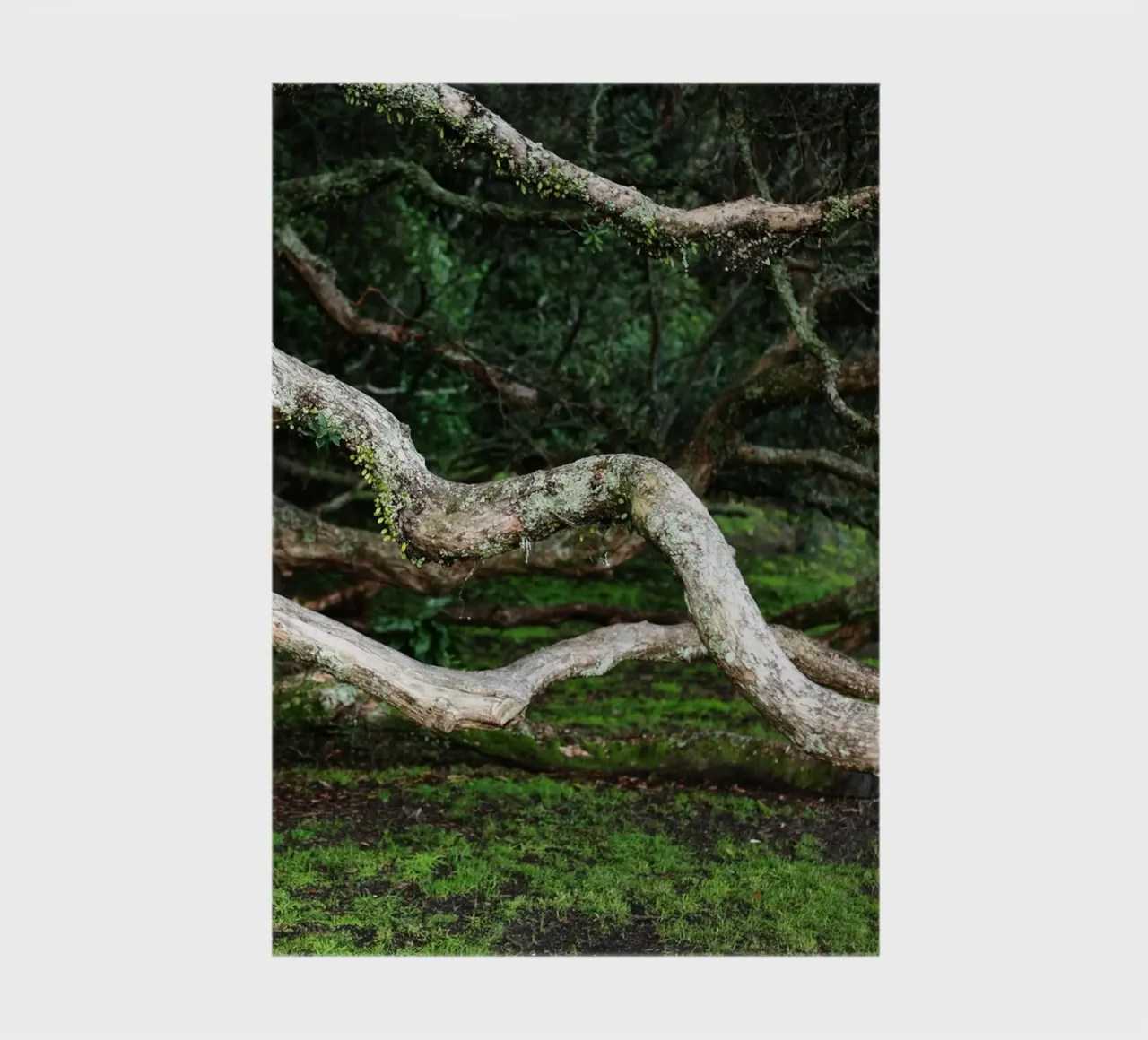 Tree in Tauranga, New Zealand notebook by Simon Koy
