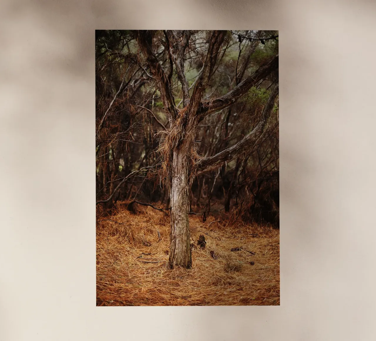 Albero a Rotorua, Nuova Zelanda pellicola backlit da Simon Koy