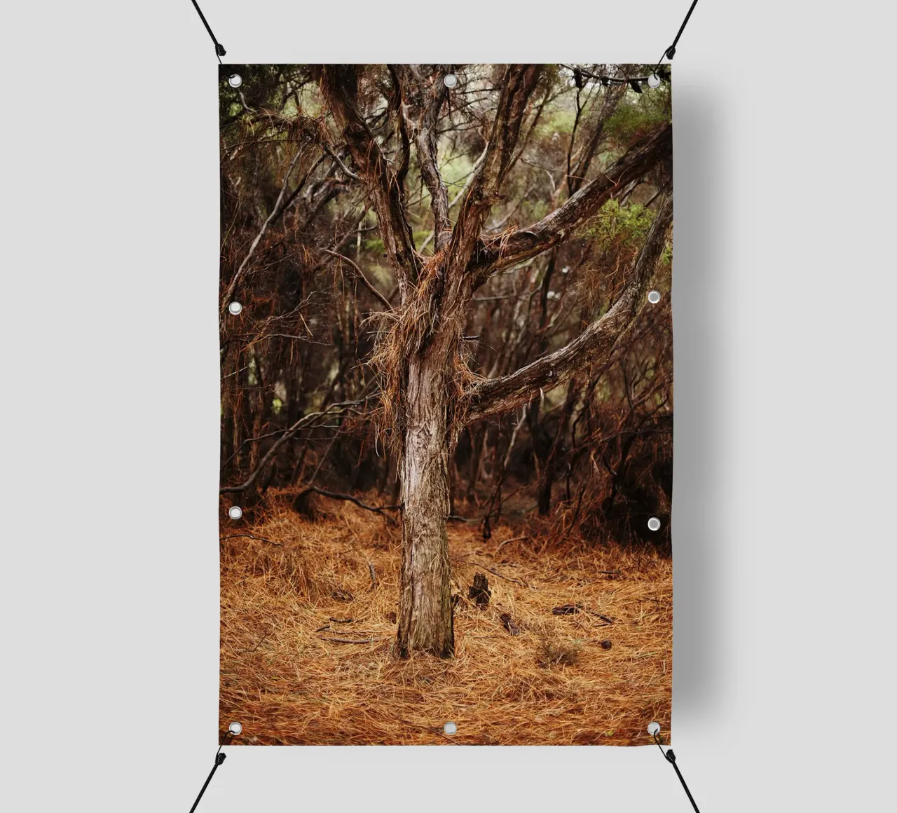 Albero a Rotorua, Nuova Zelanda telo in pvc da Simon Koy