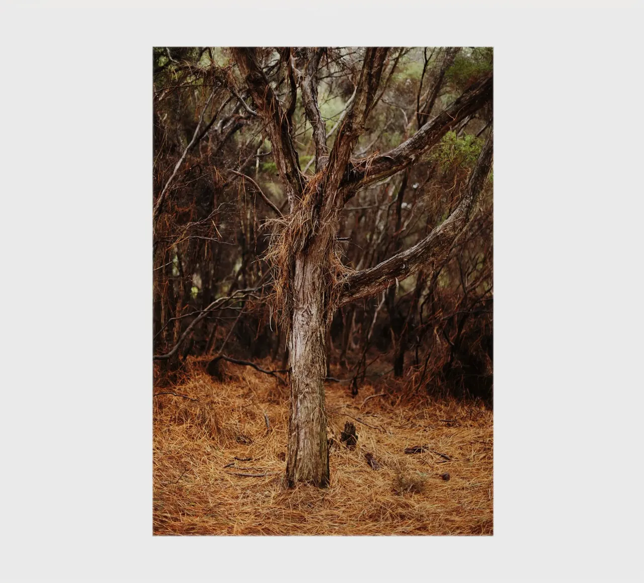 Tree in Rotorua, New Zealand notebook by Simon Koy