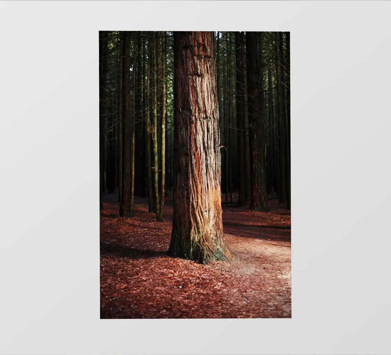 Albero a Rotorua, Nuova Zelanda telo in pvc da Simon Koy