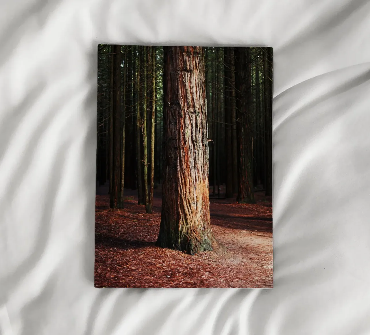 Tree in Rotorua, New Zealand notebook by Simon Koy