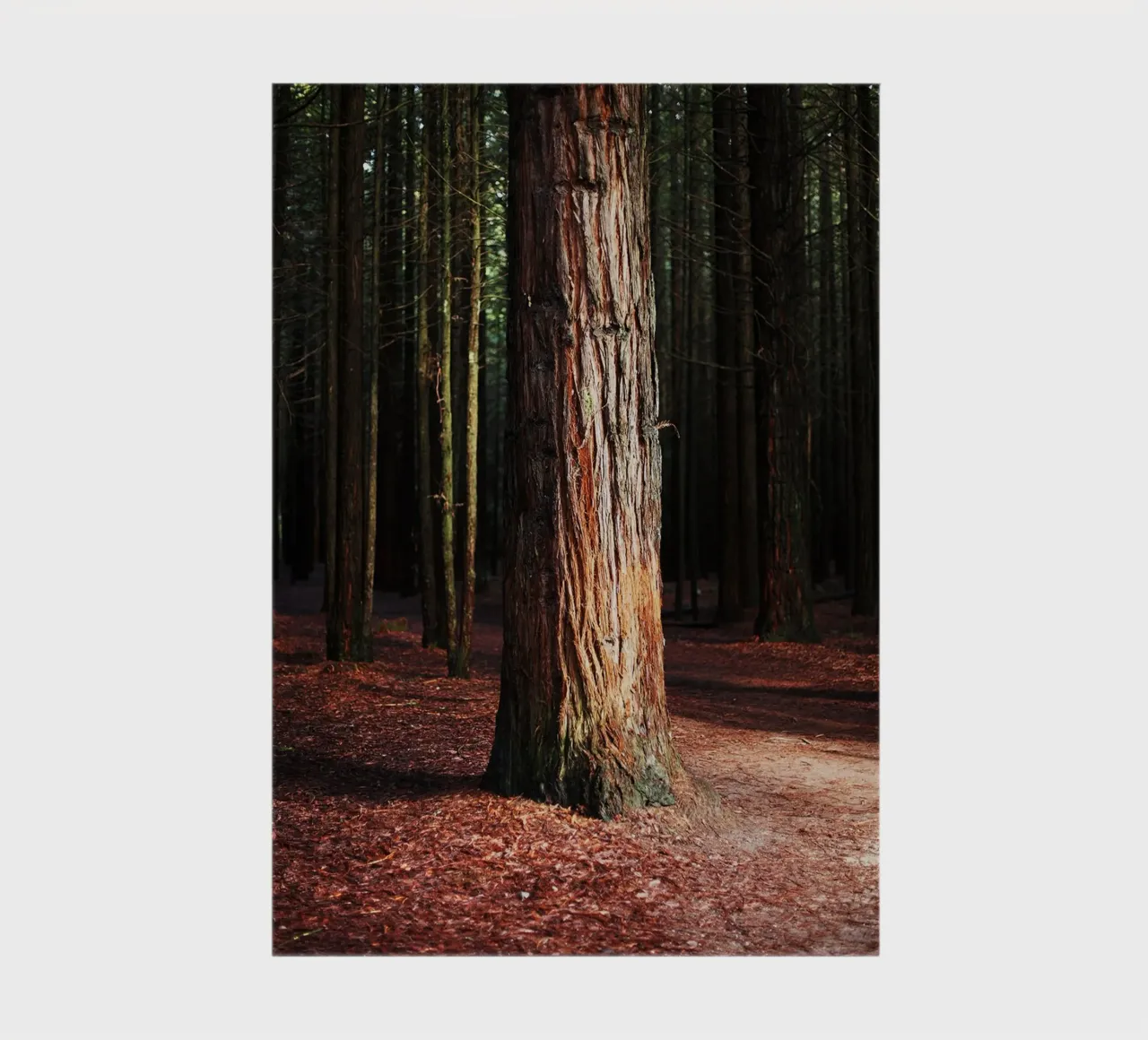 Tree in Rotorua, New Zealand notebook by Simon Koy