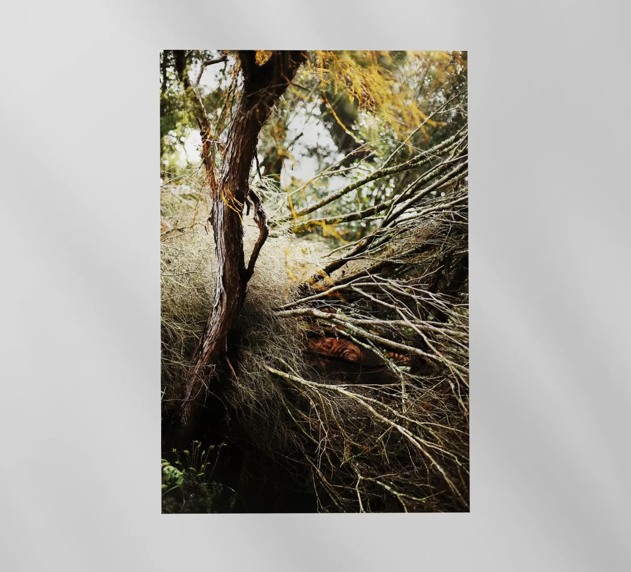 Albero a Rotorua, Nuova Zelanda pellicola backlit da Simon Koy