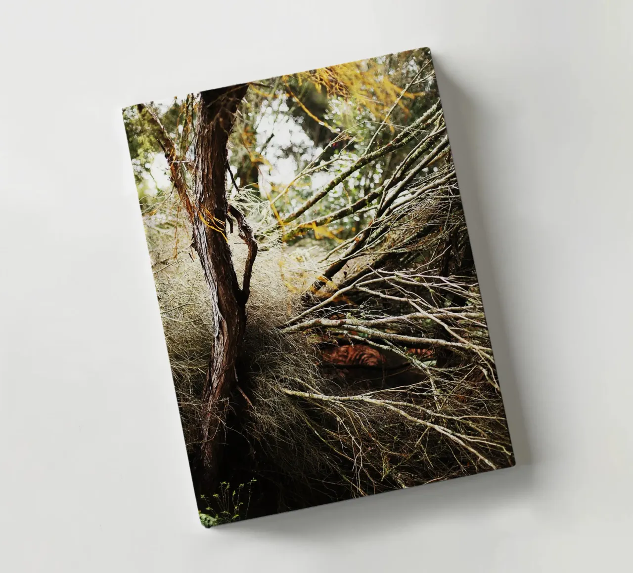 Tree in Rotorua, New Zealand notebook by Simon Koy