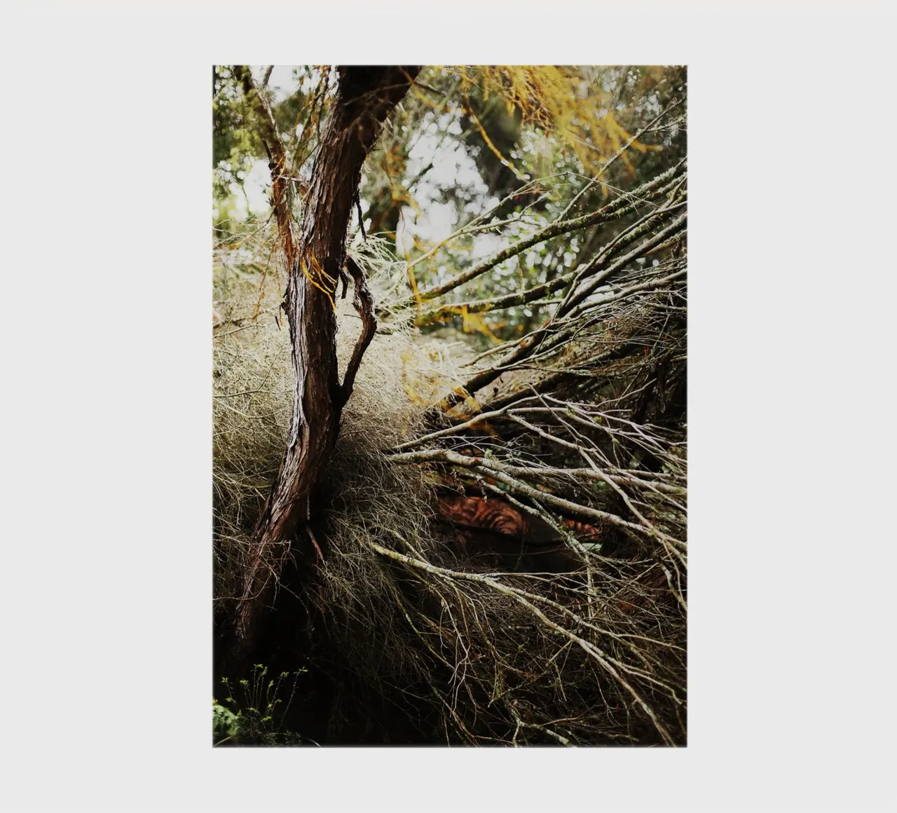 Tree in Rotorua, New Zealand notebook by Simon Koy