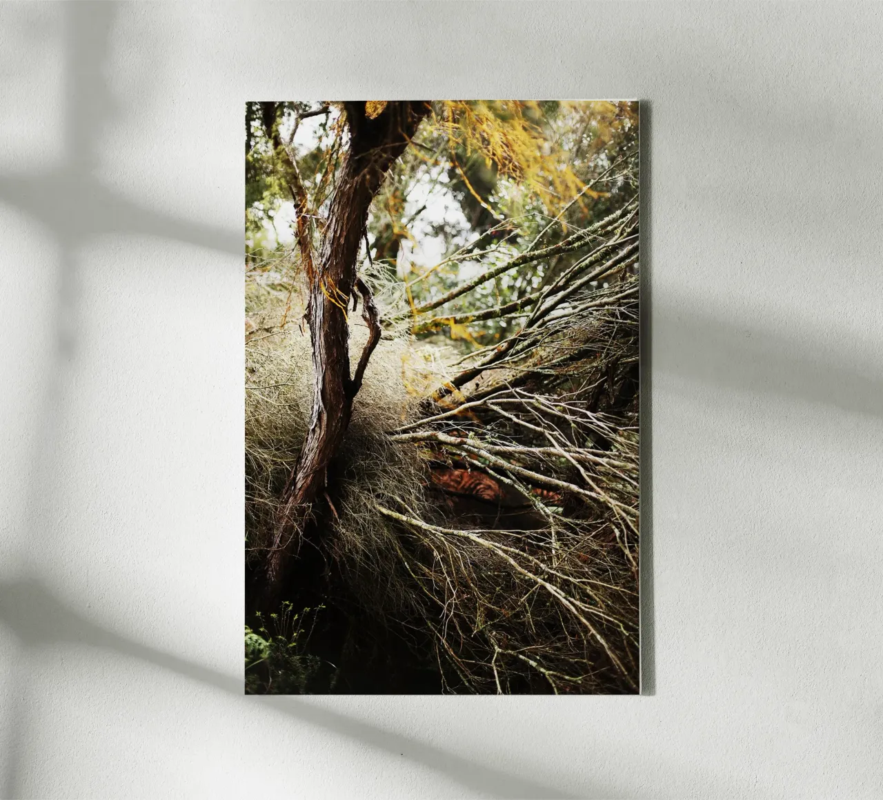 Tree in Rotorua, New Zealand canvas by fotokunst