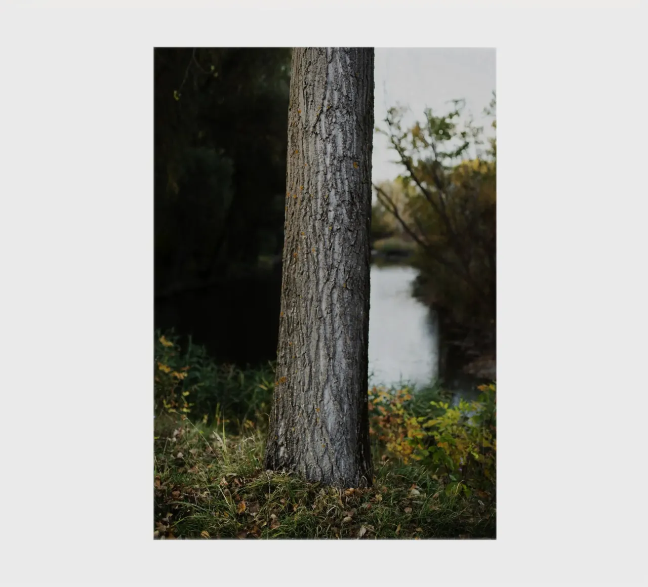 Tree detail in Slovakia notebook by Simon Koy