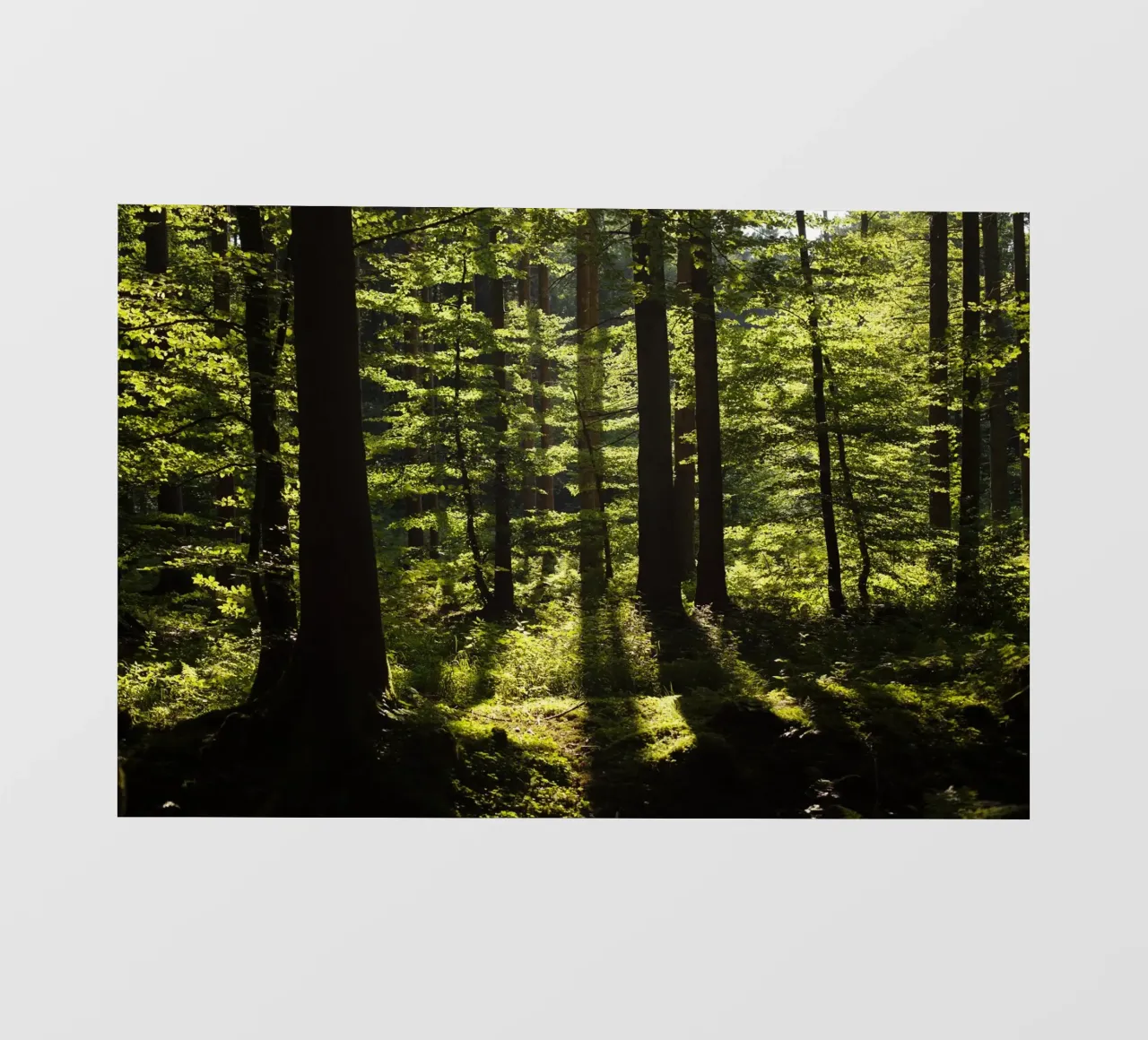 Foresta in Alta Baviera, Aying telo in pvc da Simon Koy