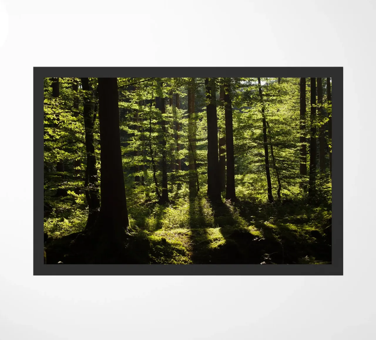 Foresta in Alta Baviera, Aying zerbino da fotokunst