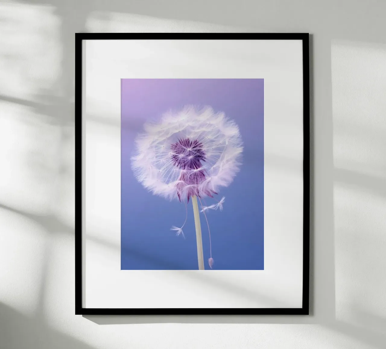 blossom gradient poster da Fost