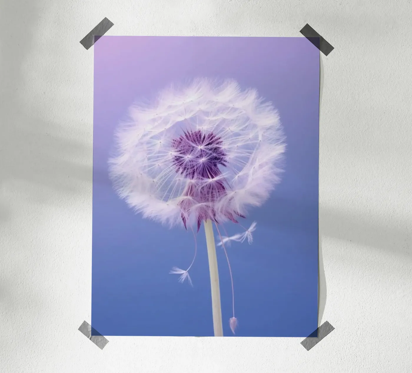 blossom gradient poster da Fost