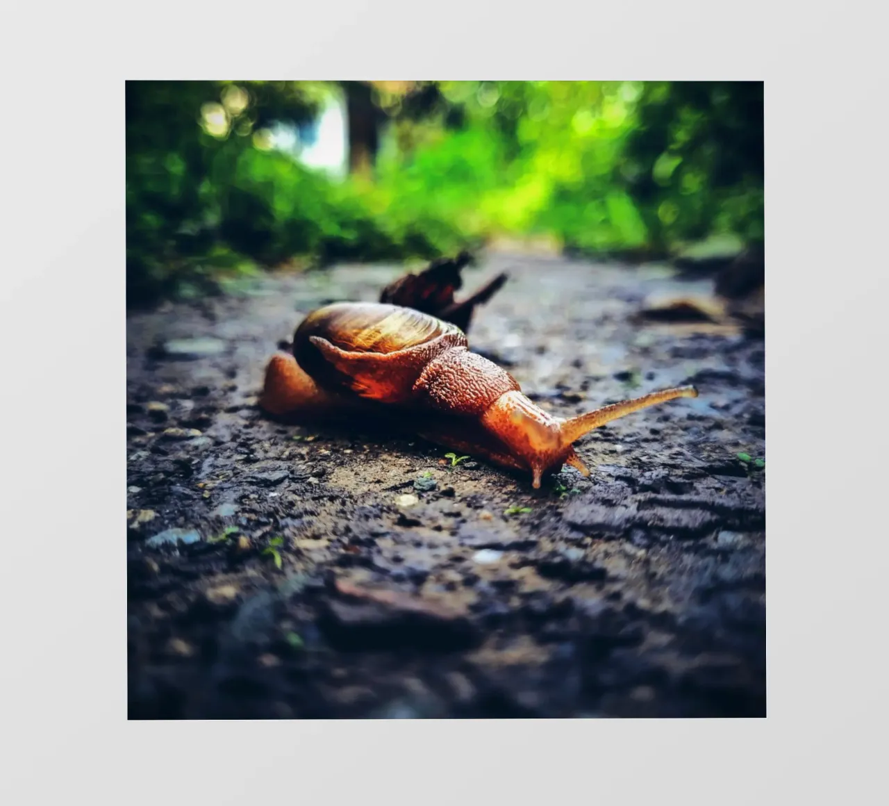 Piccolo ma persistente, lento ma orgoglioso. telo in pvc da Nature's Palette