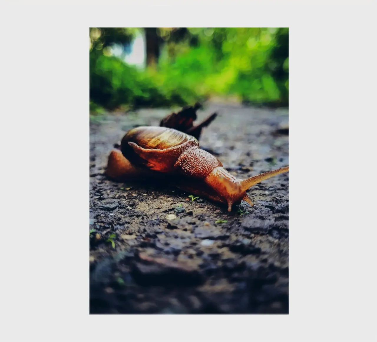 Piccolo ma persistente, lento ma orgoglioso. diario da Nature's Palette