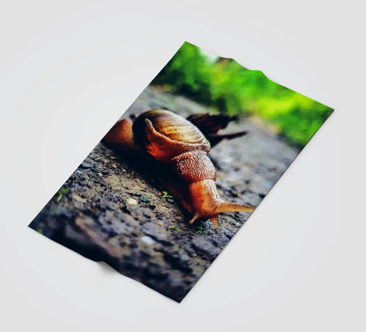 Piccolo ma persistente, lento ma orgoglioso. coperta in pile da Nature's Palette