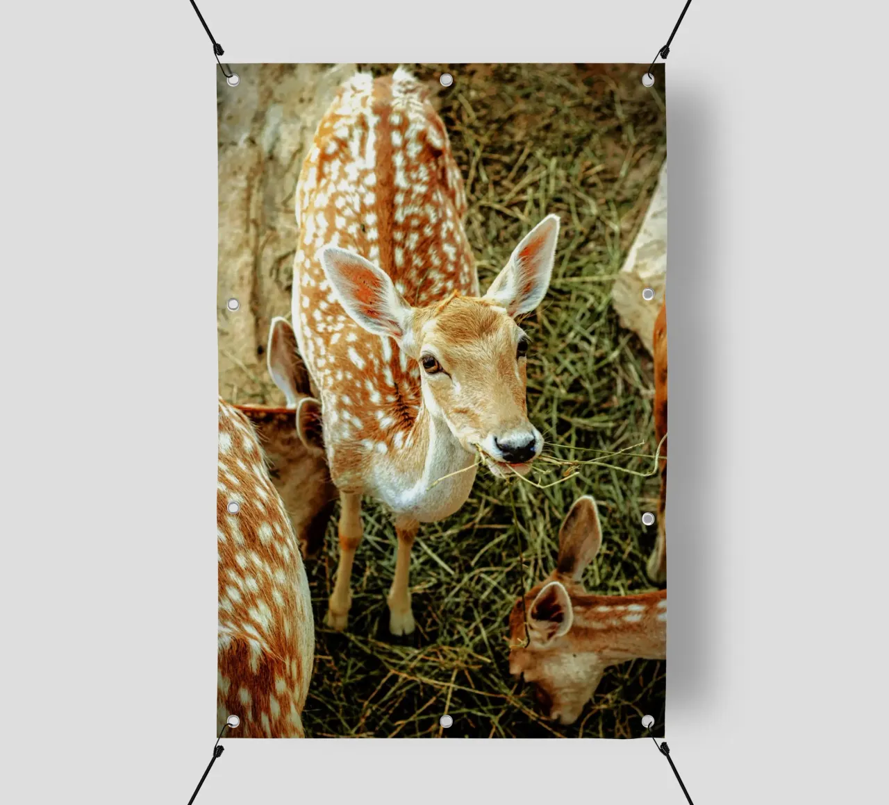 Cervo Sika - Simbolo di purezza e pace. telo in pvc da Nature's Palette