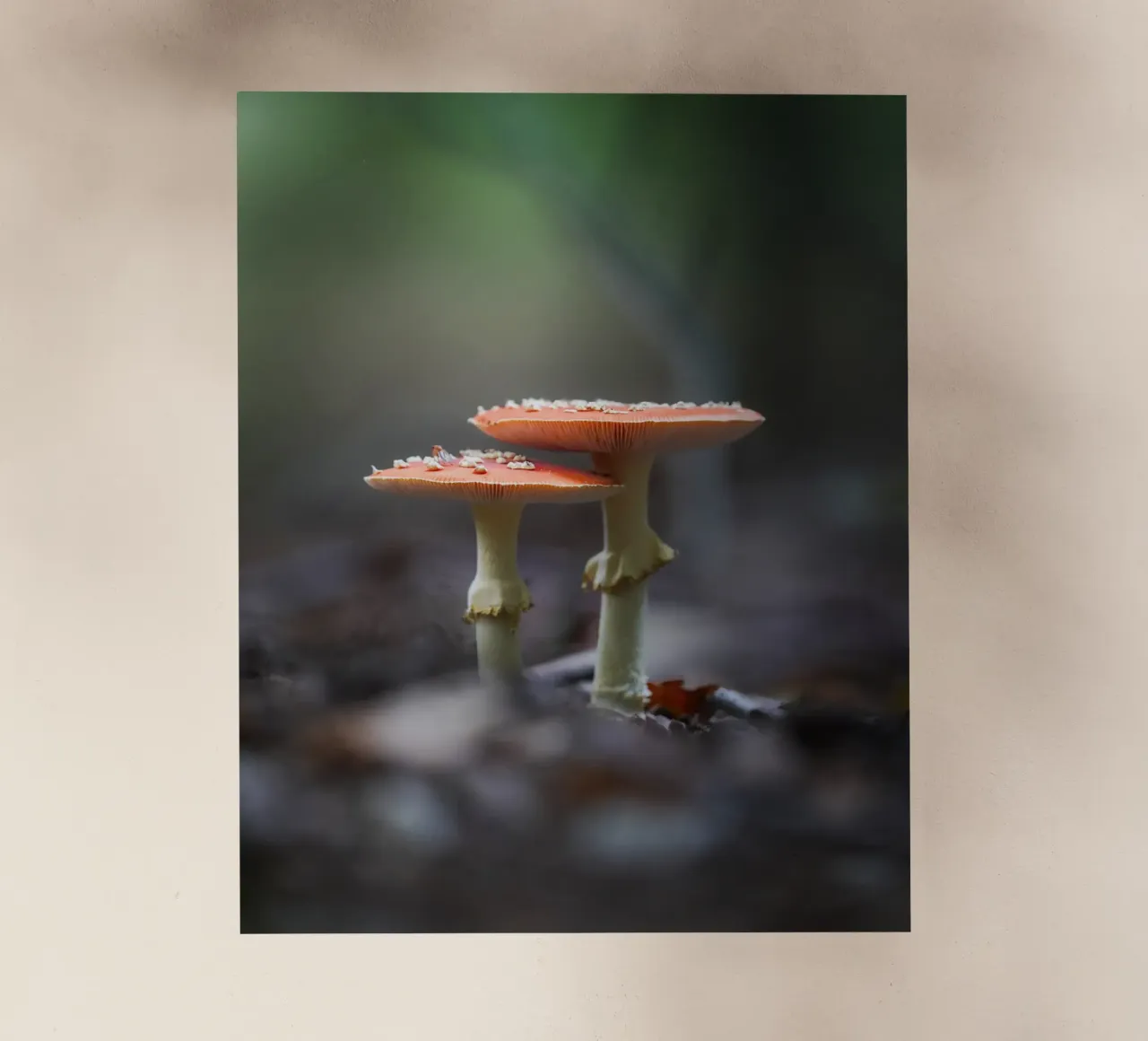 Stagione autunnale pellicola backlit da Tom's Wildlife