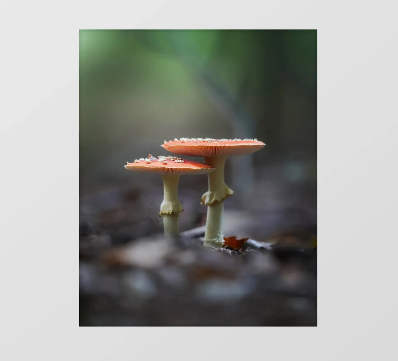 Stagione autunnale pellicola backlit da Tom's Wildlife