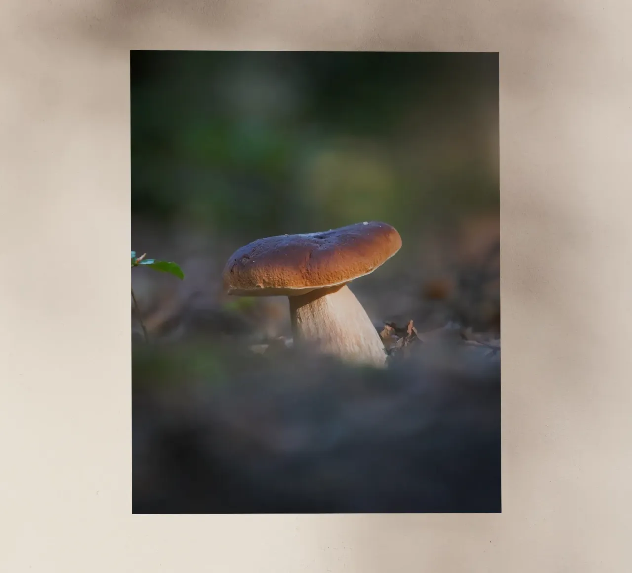 Autumn funghi pellicola backlit da Tom's Wildlife