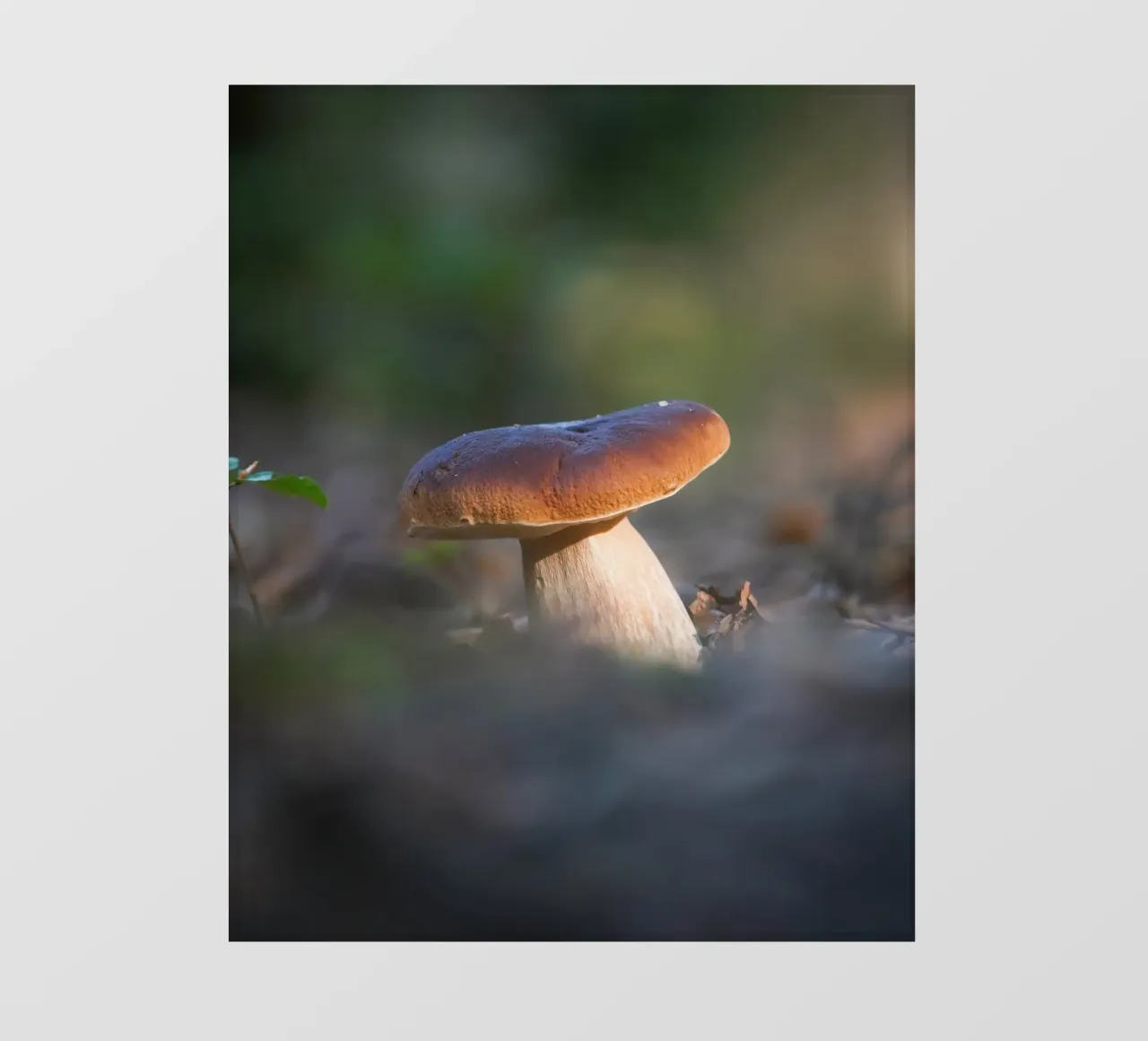 Autumn funghi pellicola backlit da Tom's Wildlife
