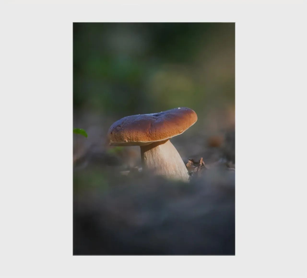 Autumn funghi diario da Tom's Wildlife