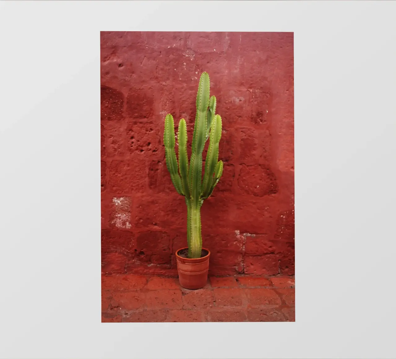 Kaktus in Perù (Arequipa) telo in pvc da Simon Koy