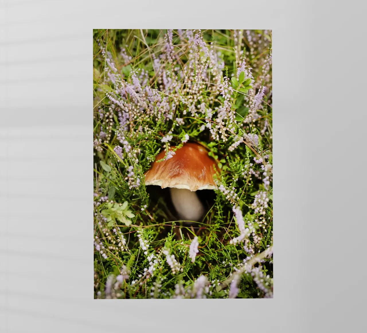 Funghi in Tirolo (Austria) pellicola backlit da Simon Koy