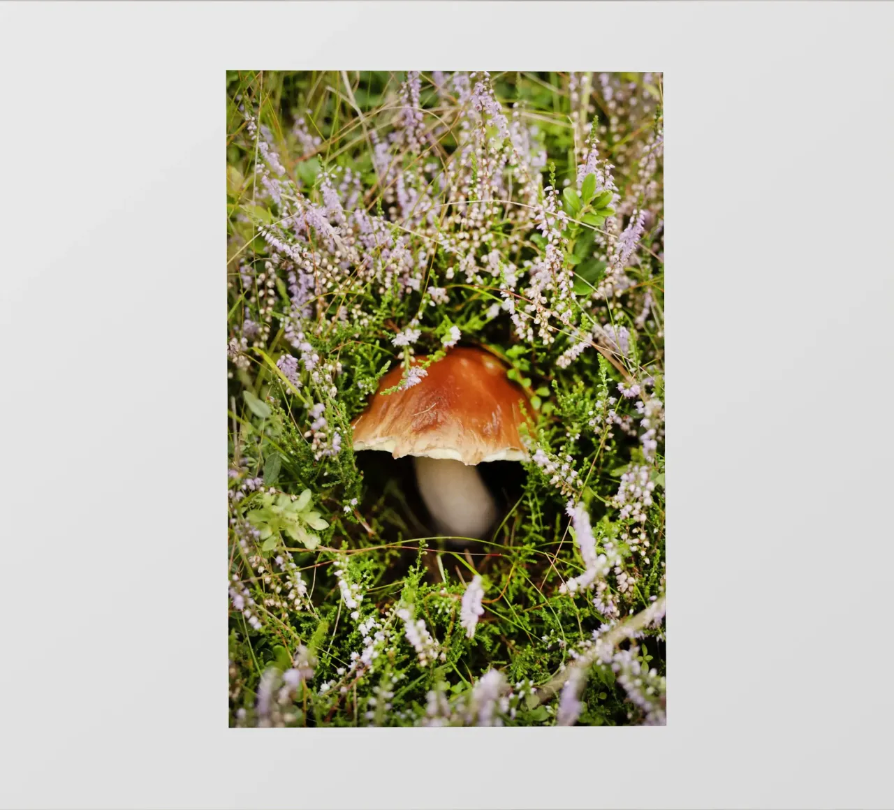 Funghi in Tirolo (Austria) telo in pvc da Simon Koy