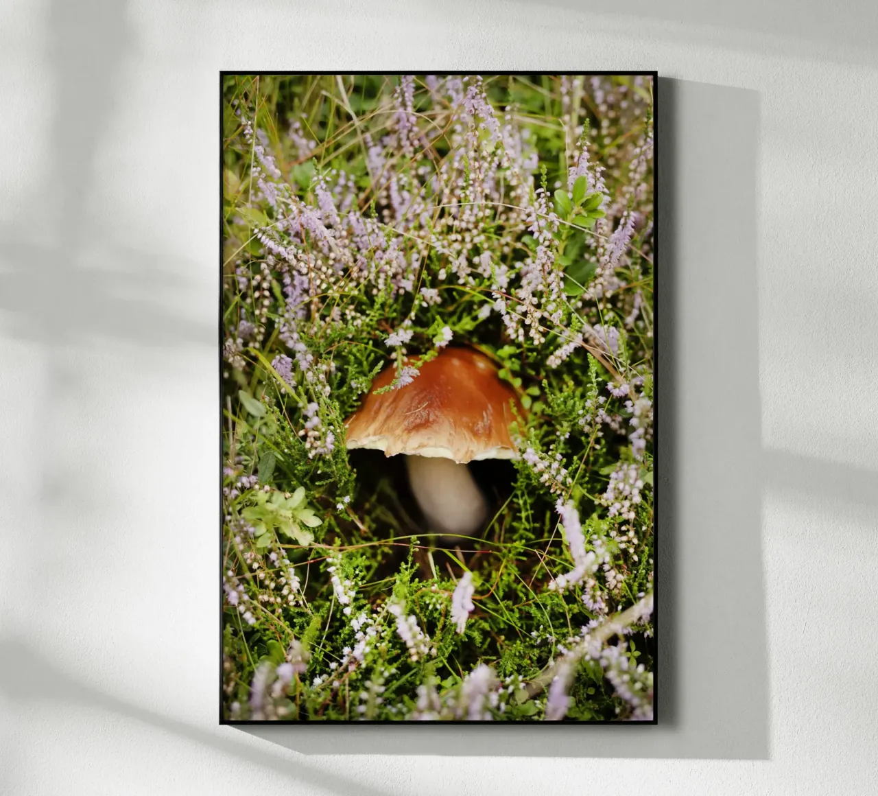Funghi in Tirolo (Austria) plexiglass da Simon Koy
