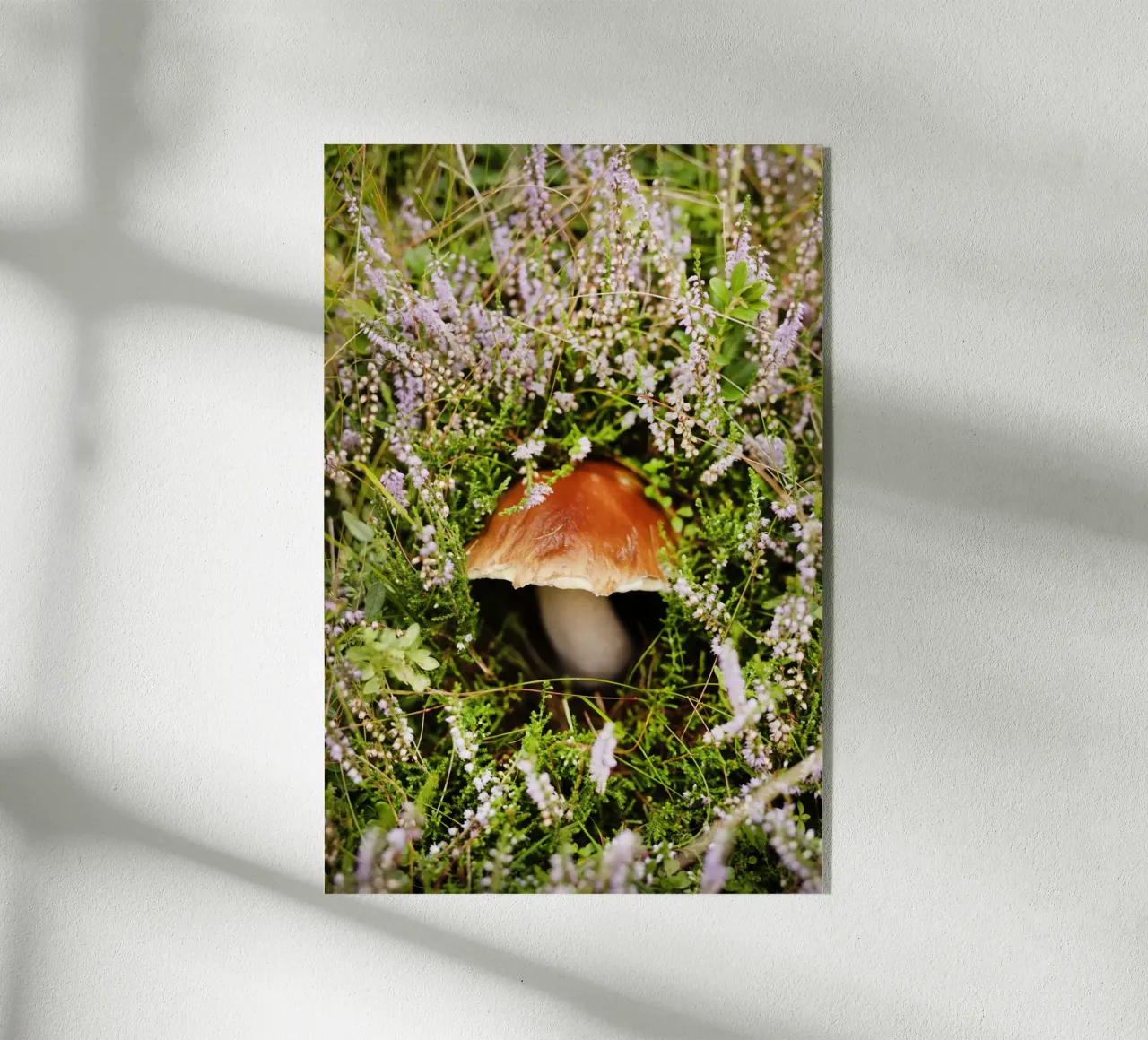 Funghi in Tirolo (Austria) plexiglass da Simon Koy