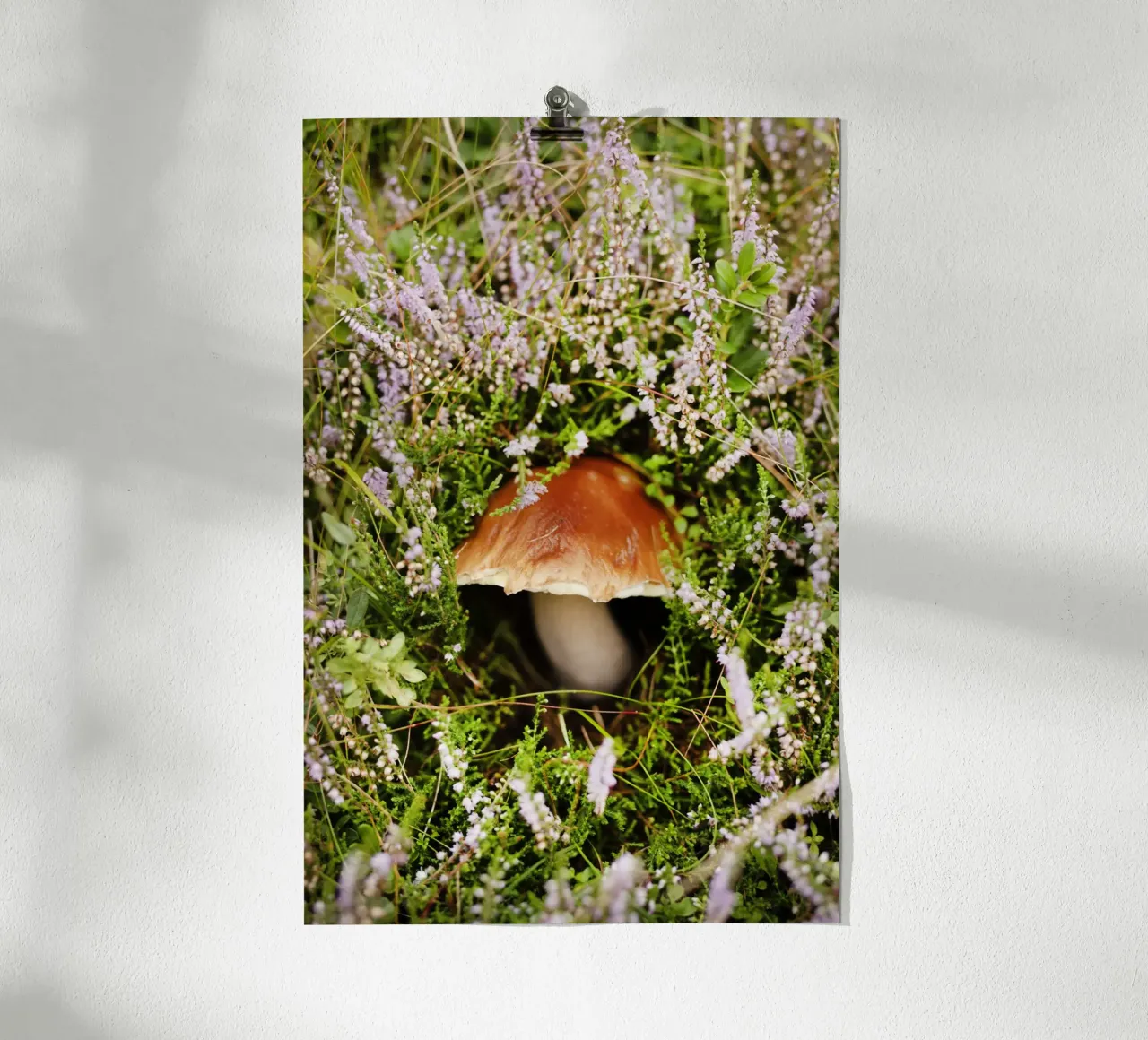 Funghi in Tirolo (Austria) carta hahnemühle da Simon Koy