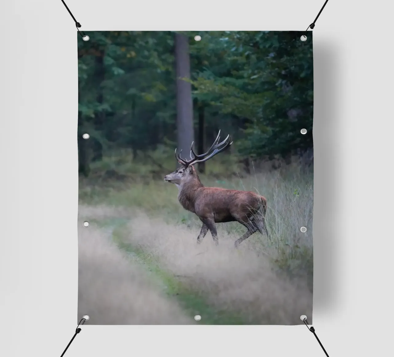 Cervo rosso telo in pvc da Tom's Wildlife