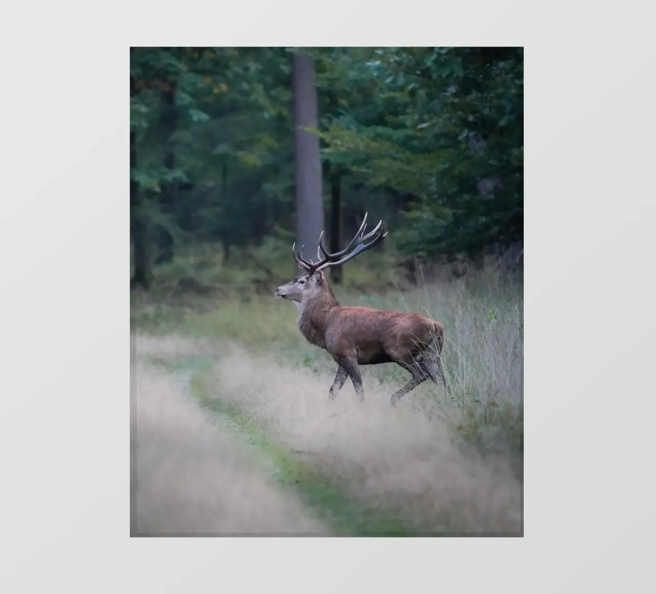 Cervo rosso telo in pvc da Tom's Wildlife