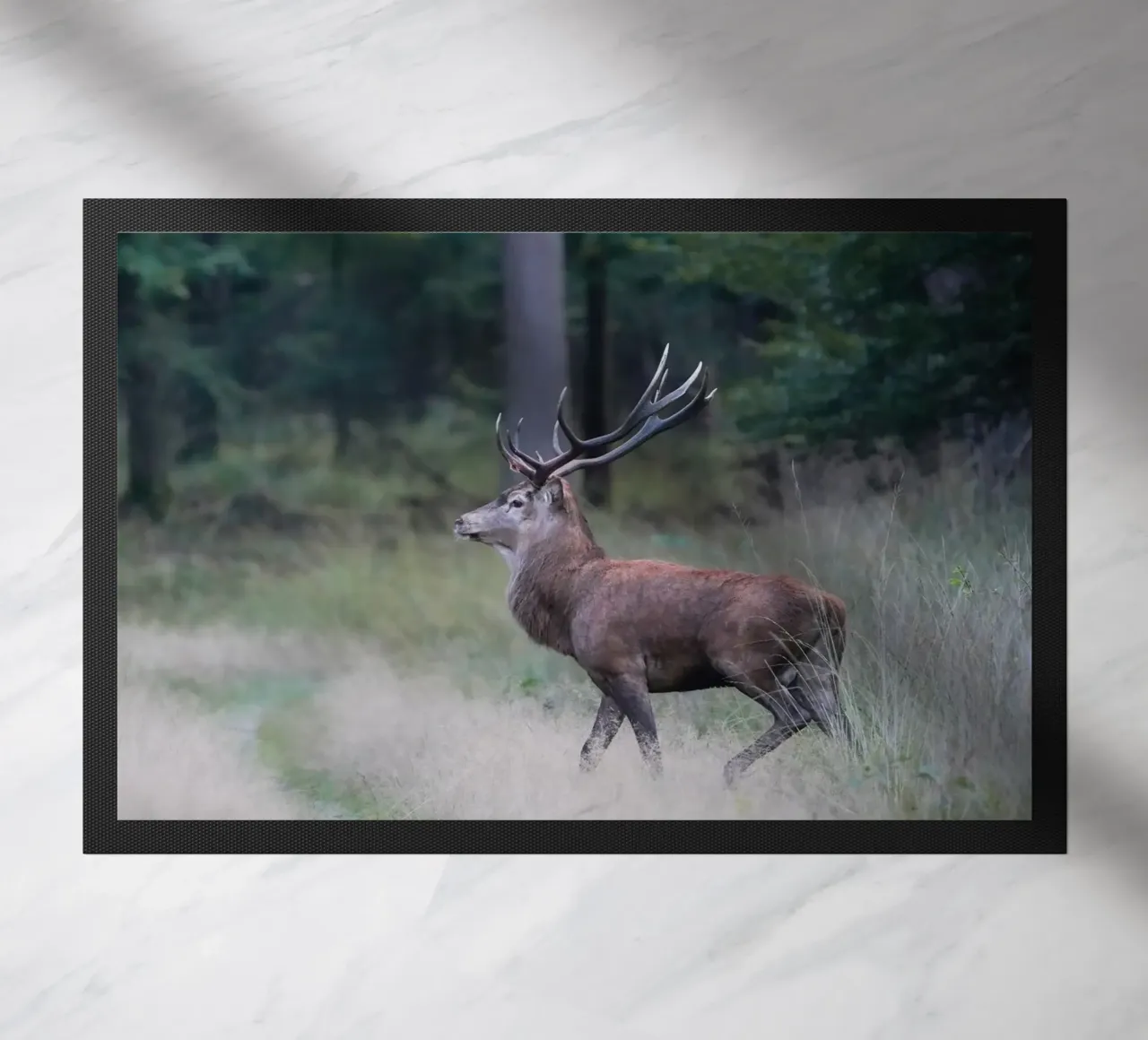 Cervo rosso zerbino da Tom's Wildlife