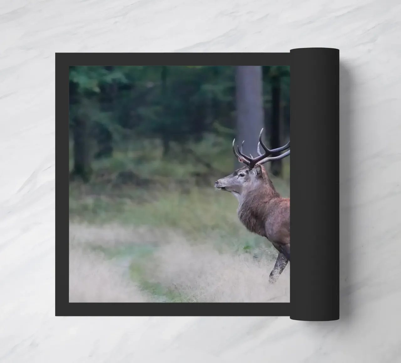 Cervo rosso zerbino da Tom's Wildlife