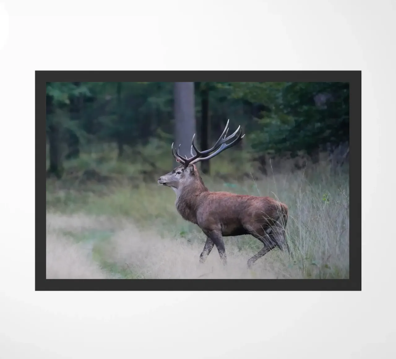 Cervo rosso zerbino da Tom's Wildlife