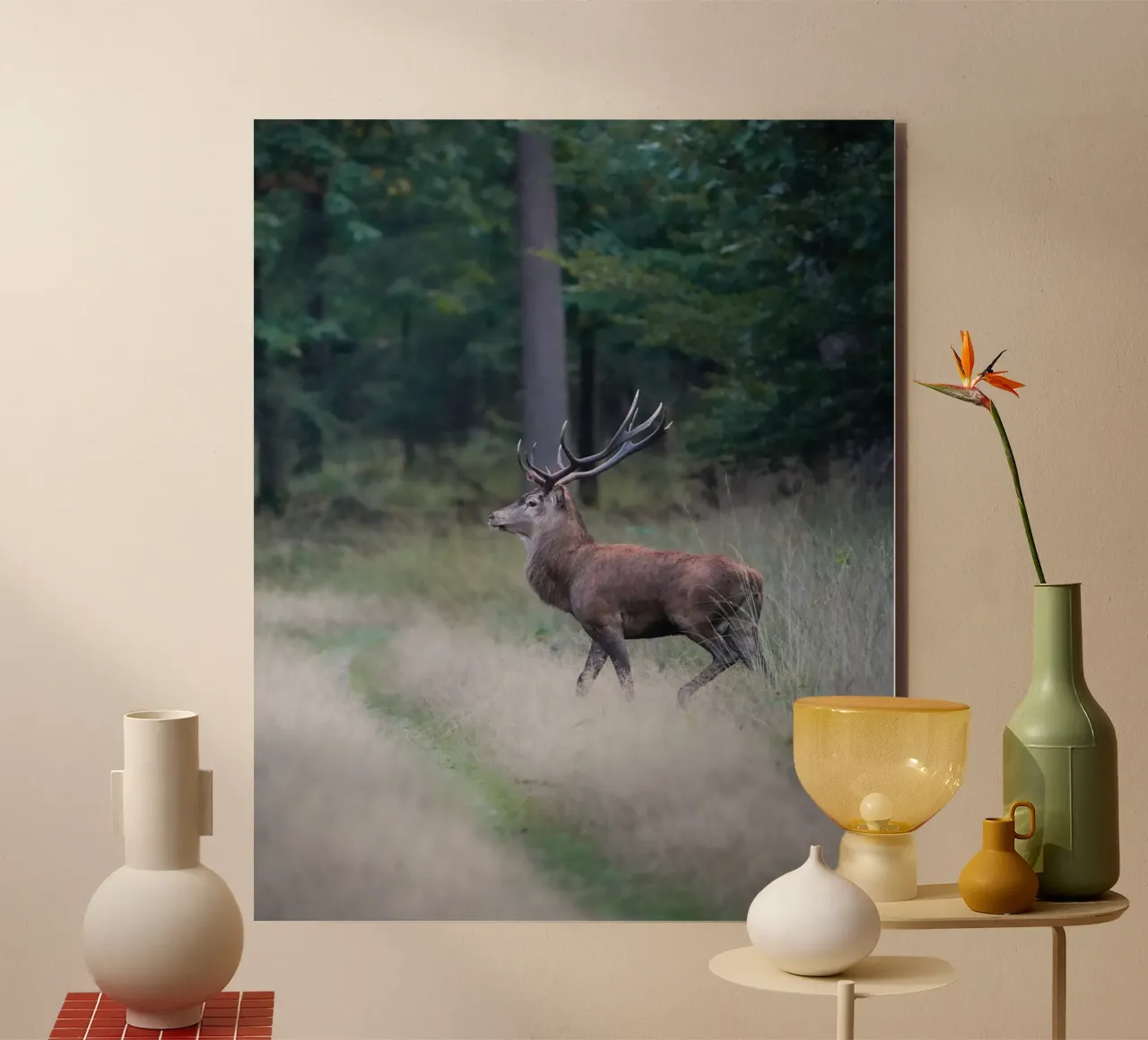 Cervo rosso alluminio dibond da Tom's Wildlife