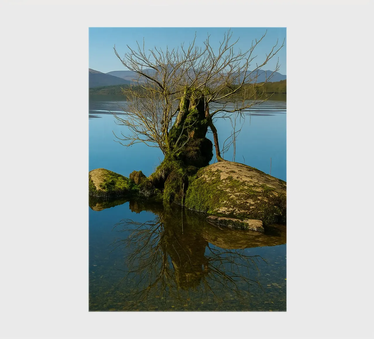 dry tree in the middle of lake notebook by tamarind