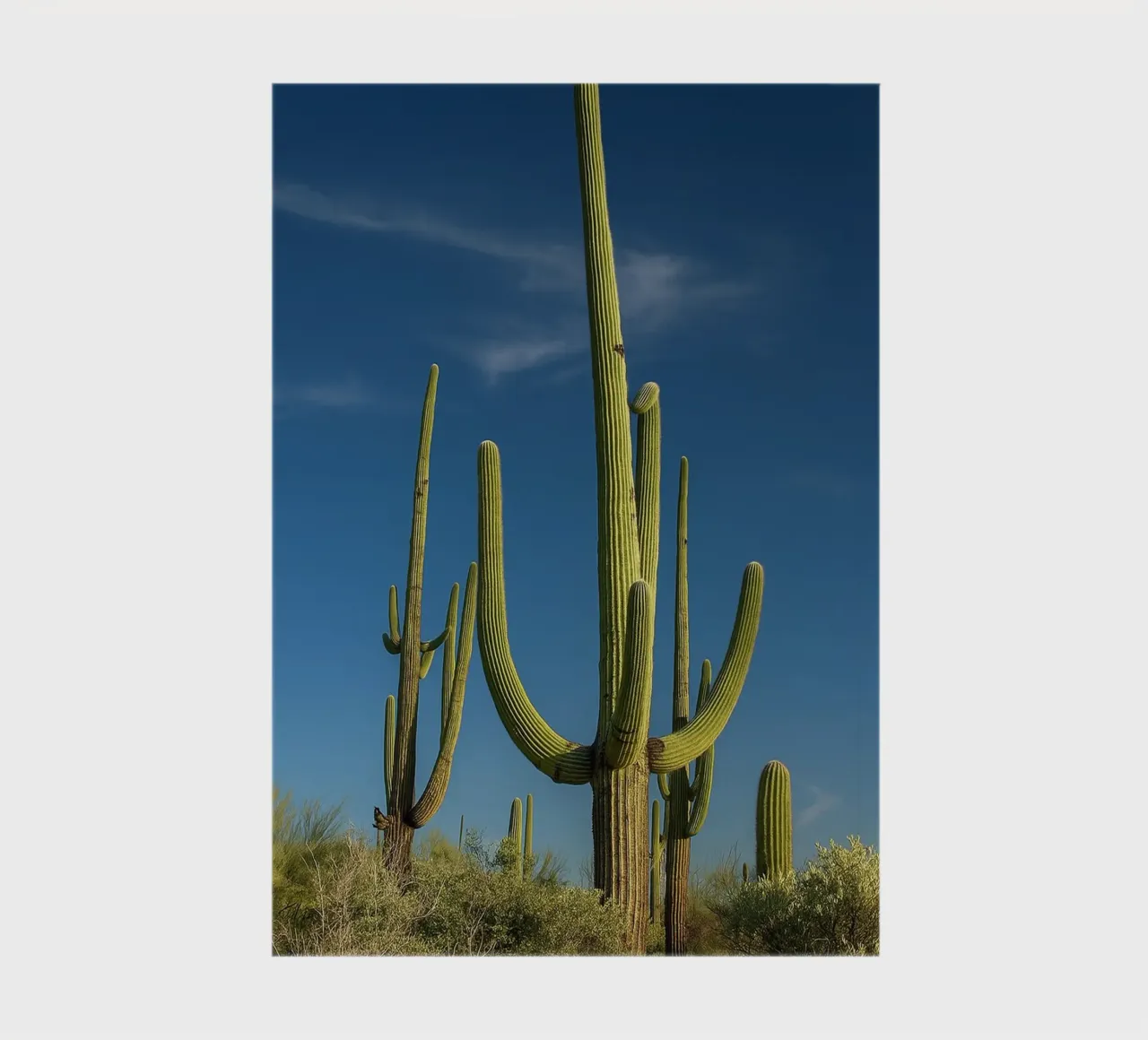 cactus trees notebook by tamarind