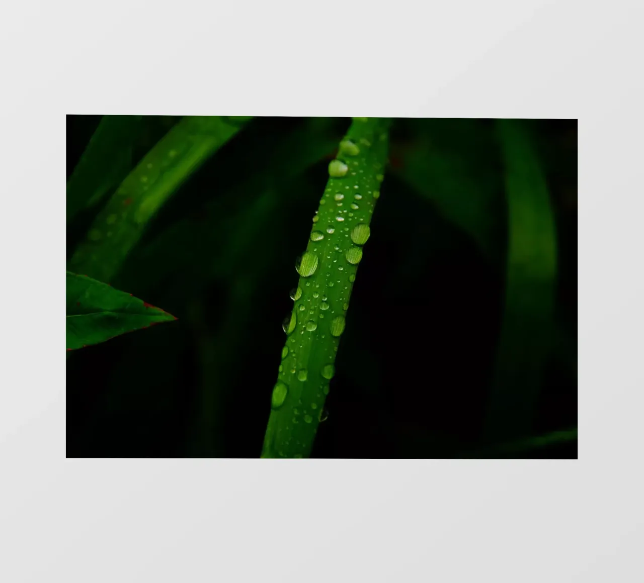 Waterdrops on a blade of grass pellicola backlit da Fjöllart