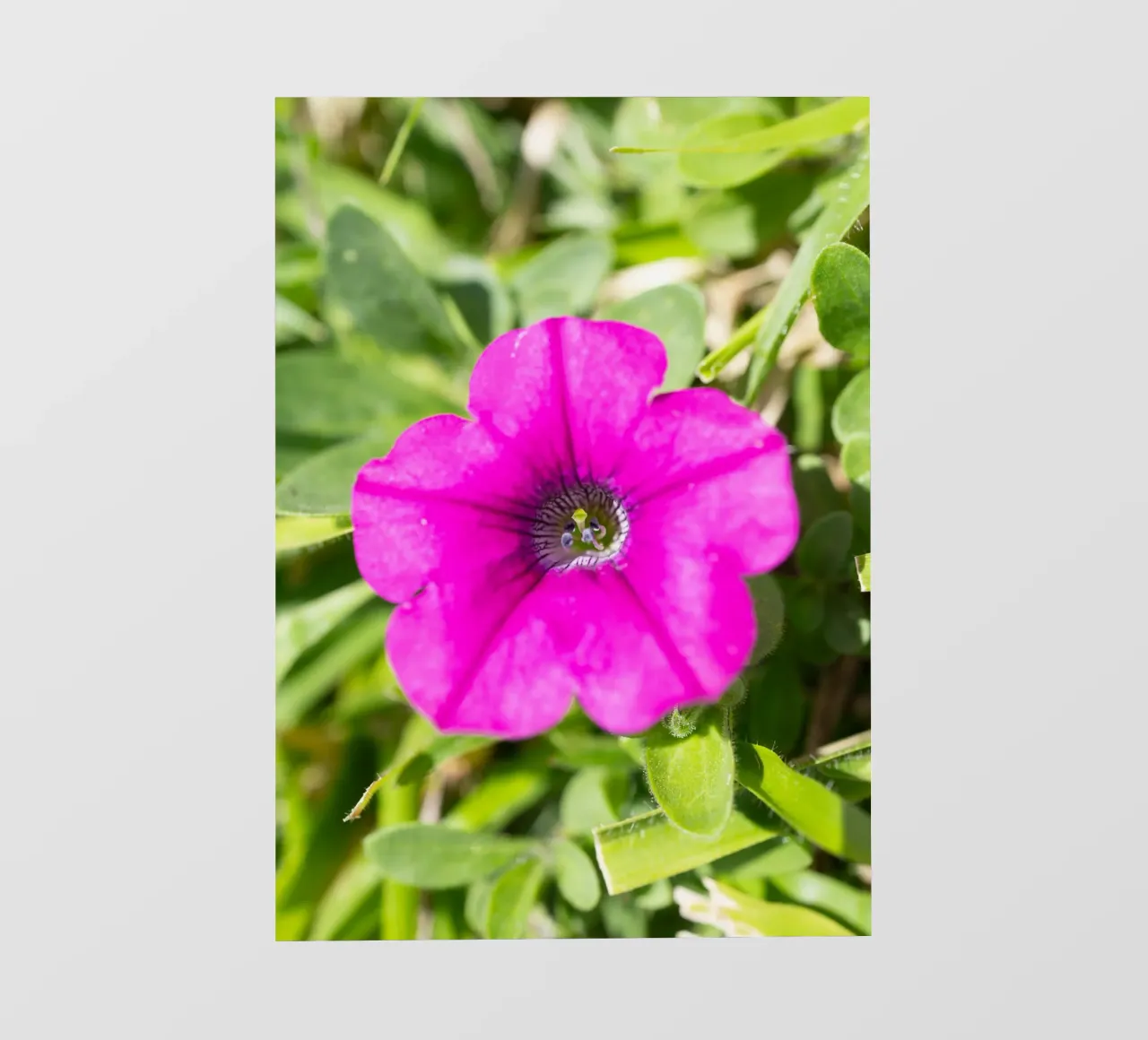 Flora #15 telo in pvc da rafael campezato