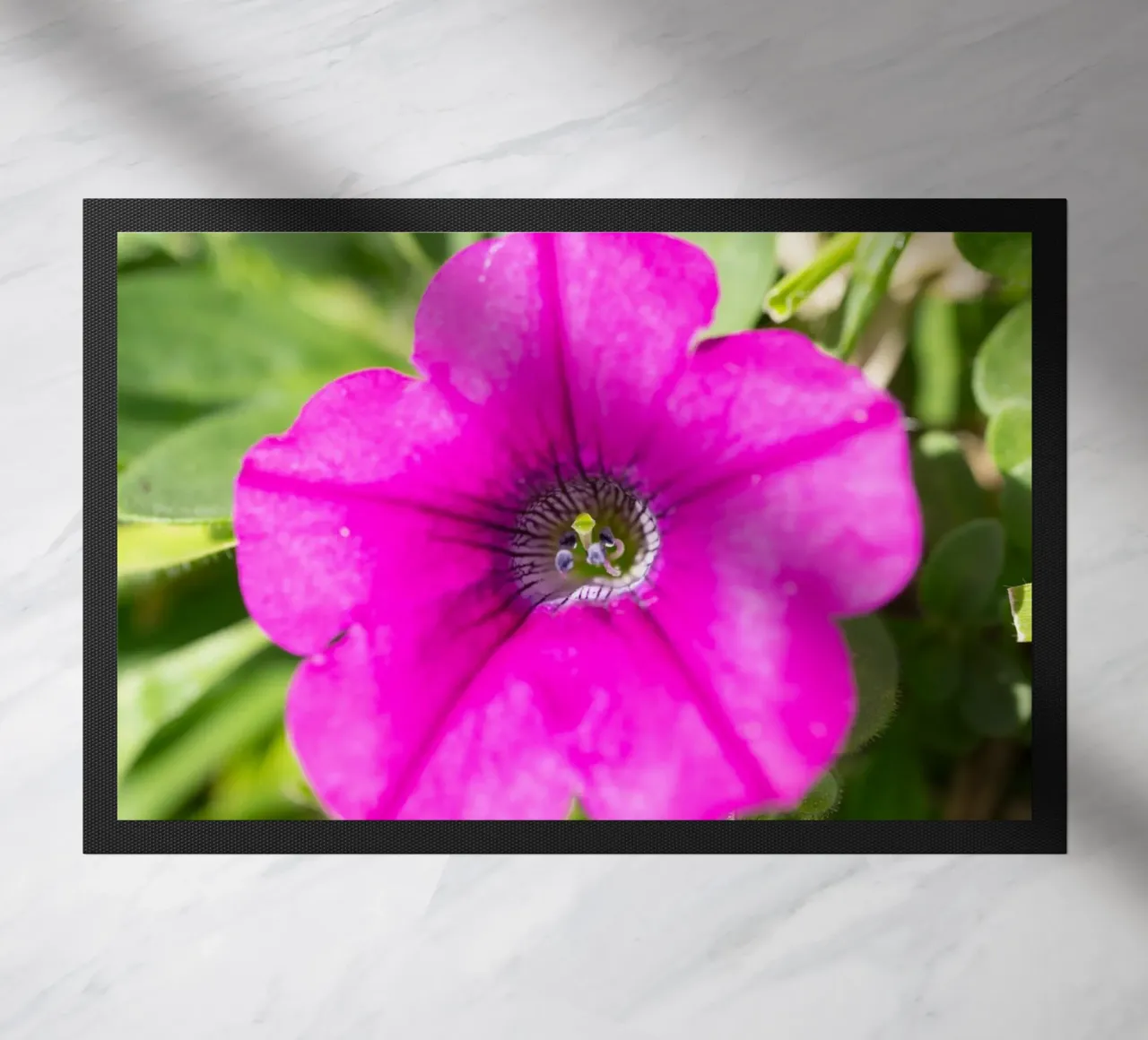 Flora #15 zerbino da rafael campezato