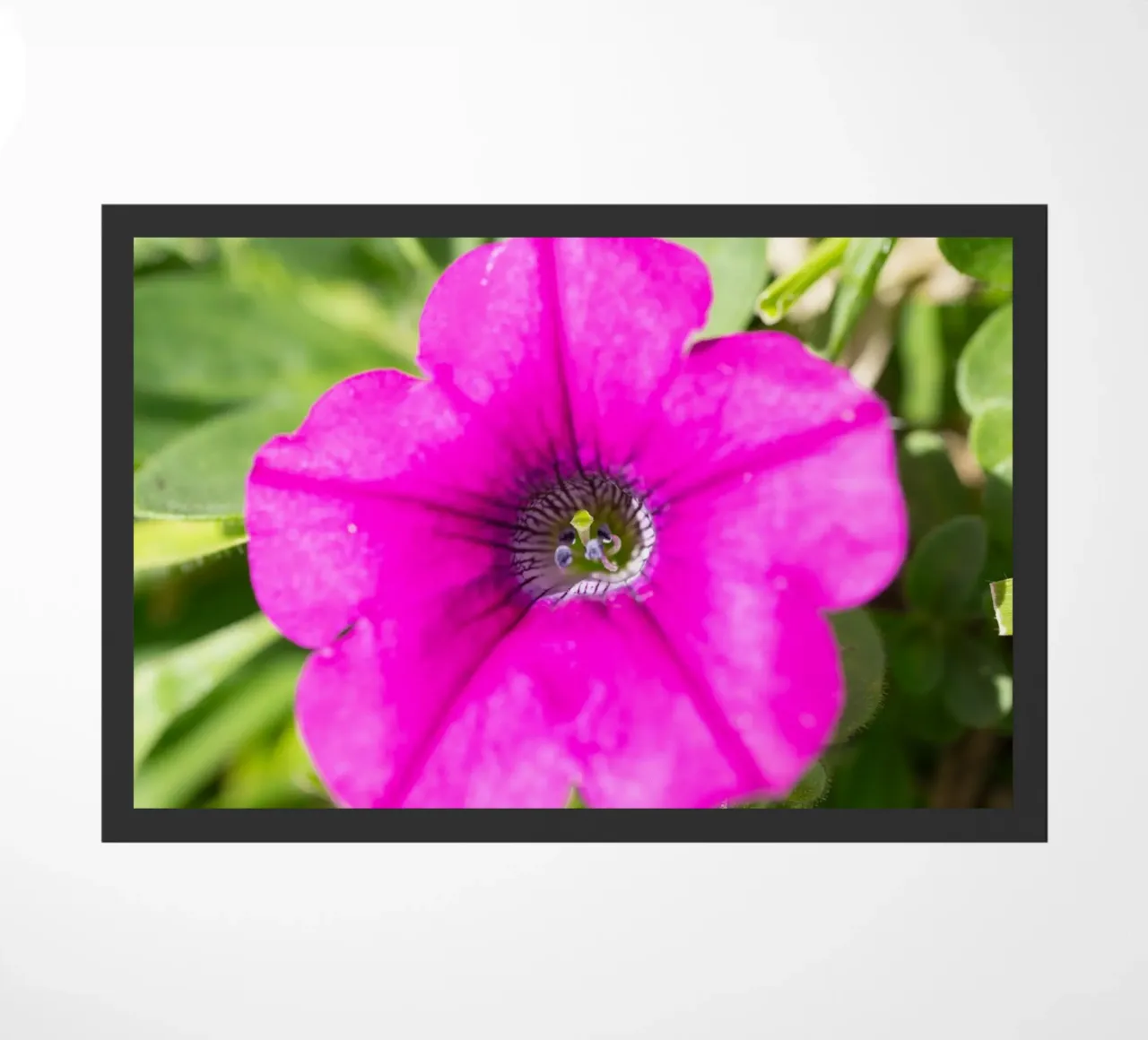 Flora #15 zerbino da rafael campezato