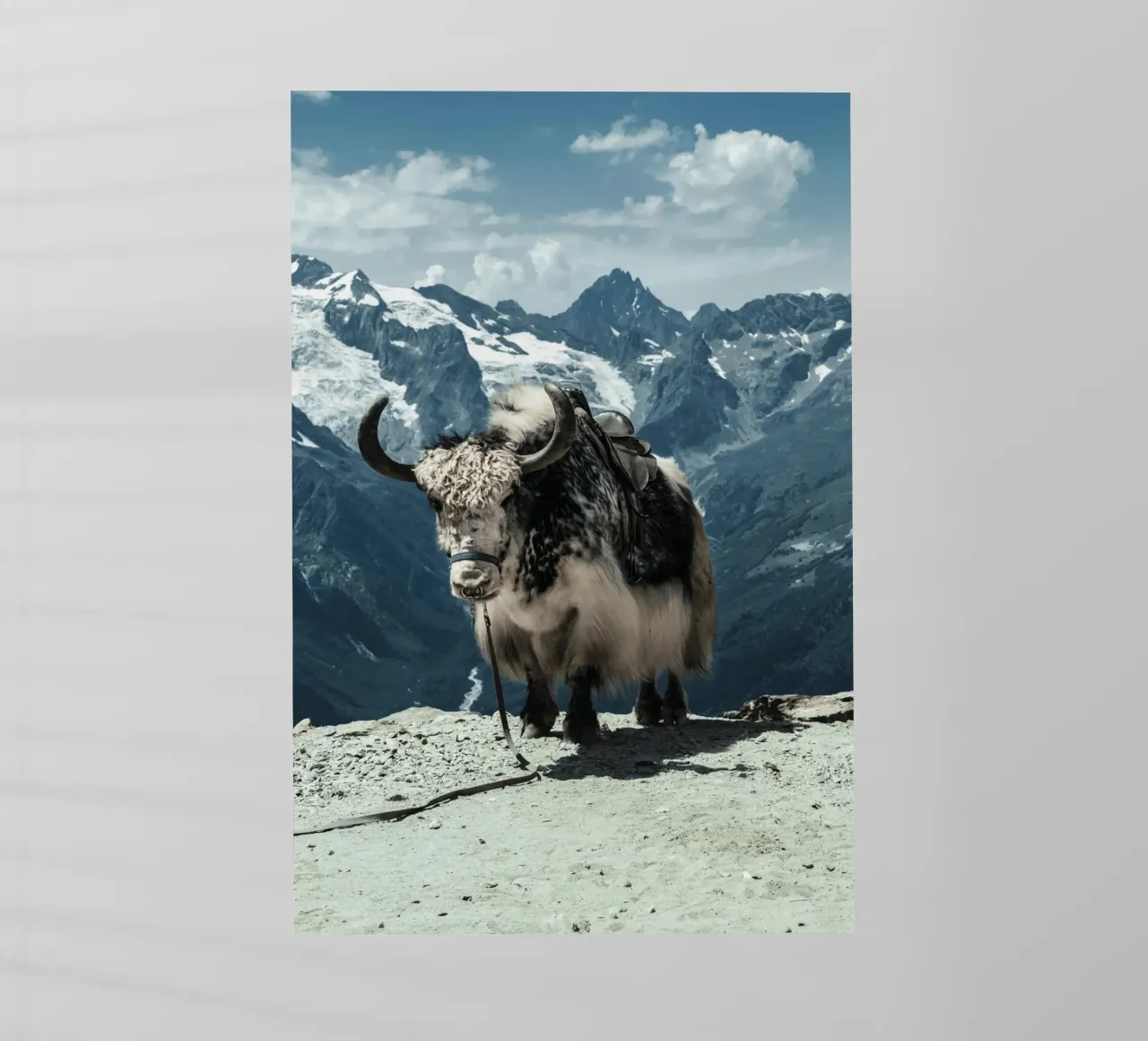 Yak in piedi su un sentiero di montagna pellicola backlit da The Herringstore