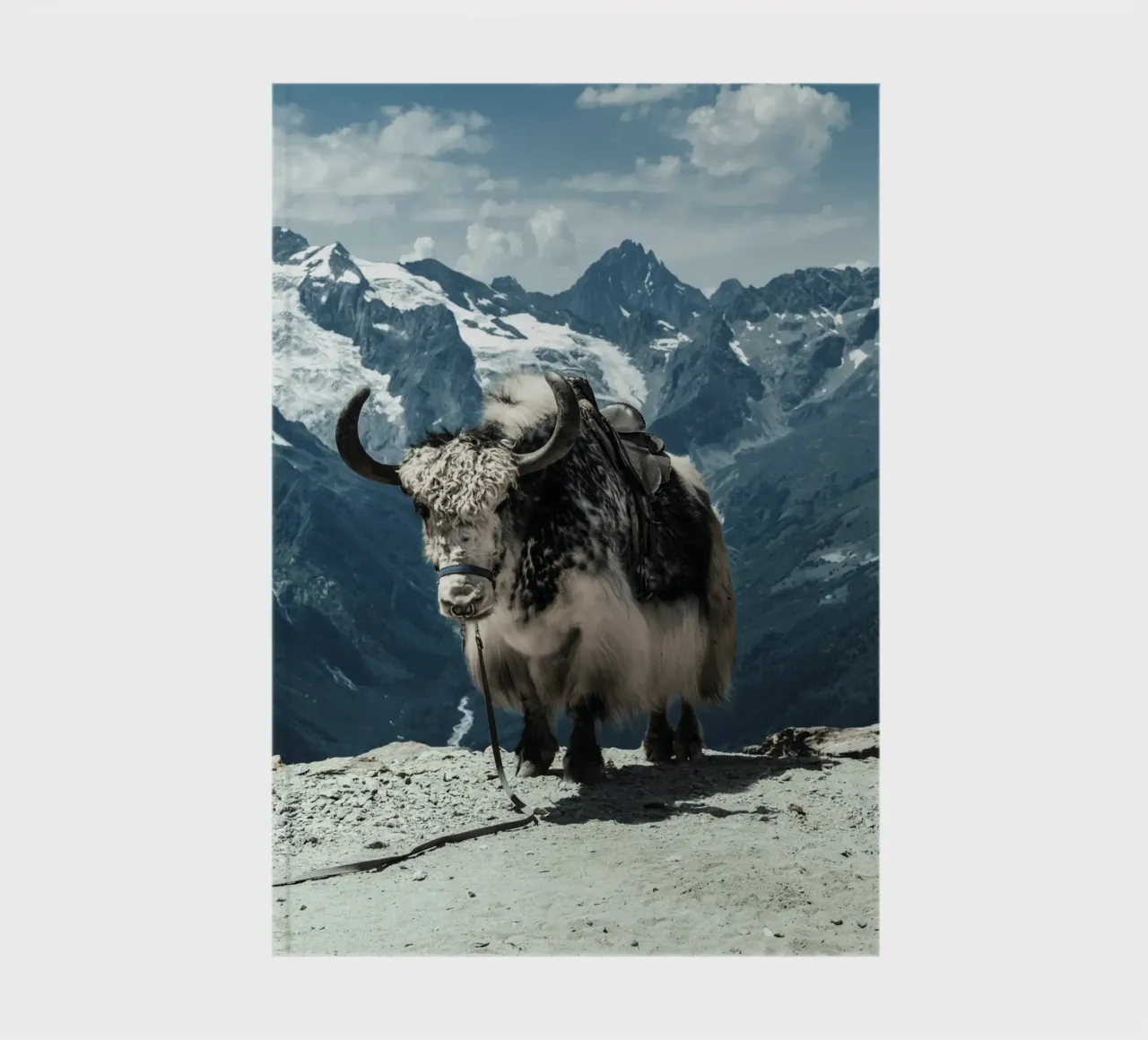 Yak in piedi su un sentiero di montagna diario da The Herringstore