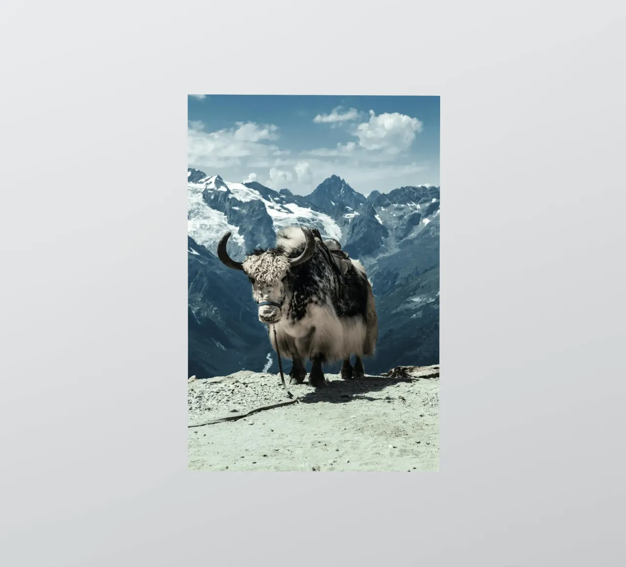 Yak in piedi su un sentiero di montagna adesivo da The Herringstore