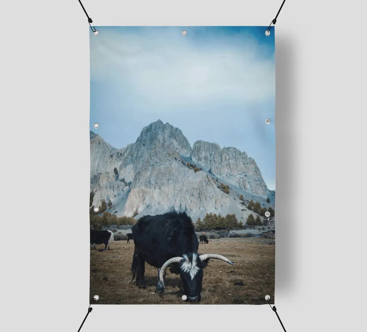 Un maestoso yak al pascolo in primo piano telo in pvc da The Herringstore