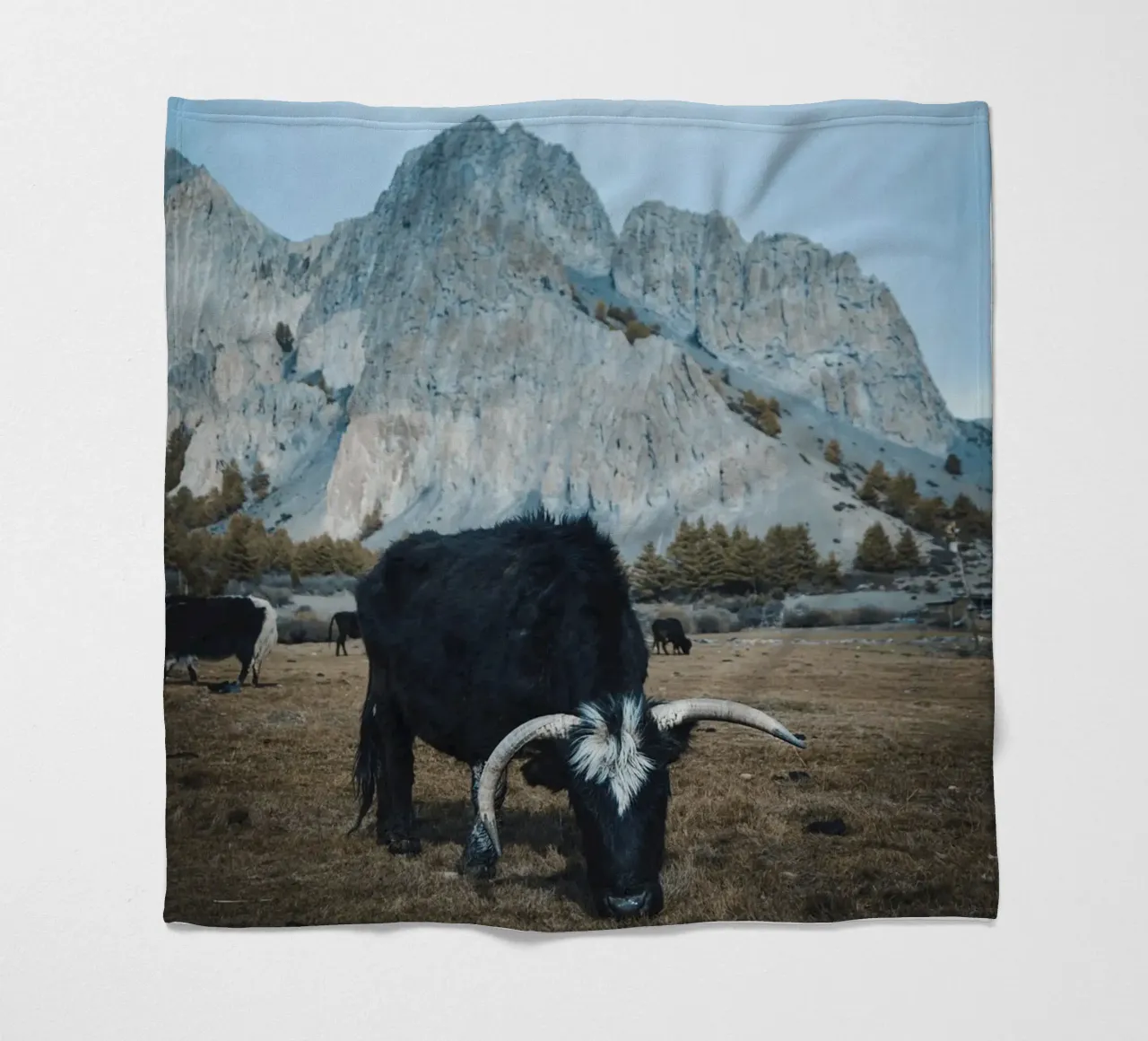 Un maestoso yak al pascolo in primo piano coperta in pile da The Herringstore